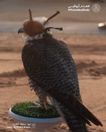 #هذه_أبوظبي بعدسة مها بنت منصور