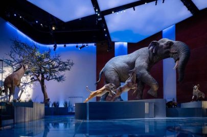 محمد خليفة المبارك: متحف التاريخ الطبيعي أبوظبي منصة لاستشراف المستقبل