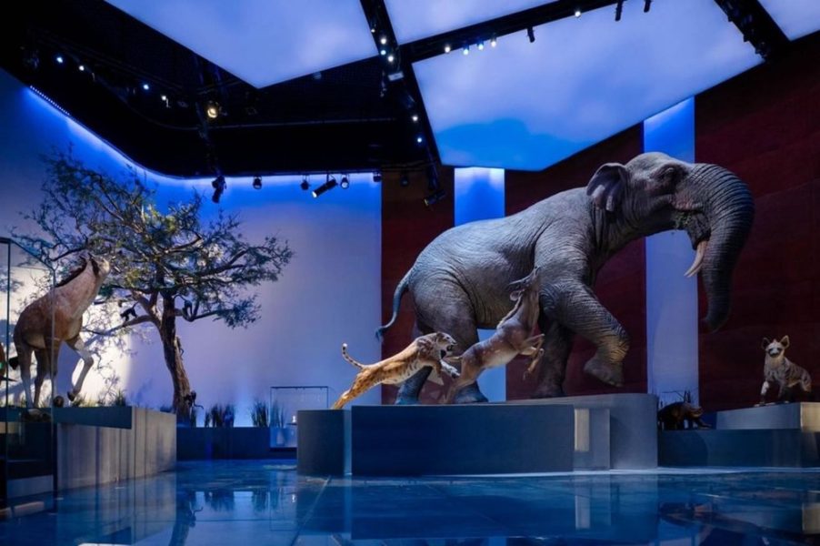 محمد خليفة المبارك: متحف التاريخ الطبيعي أبوظبي منصة لاستشراف المستقبل