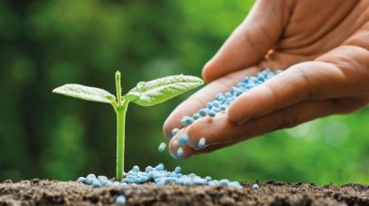 باحثو جامعة خليفة يتوصلون لطريقة لتحويل التربة الرملية إلى أرض خصبة