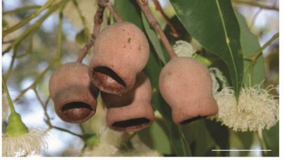 جامعة نيويورك أبوظبي تنجز دراسة بحثية لتطوير مواد مبتكرة مقاومة للصدمات