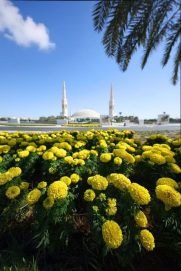 بلدية مدينة العين تعزز خطط التجميل الحضري للمدينة ب 5 ملايين شتلة زهور