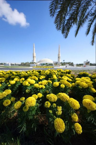 بلدية مدينة العين تعزز خطط التجميل الحضري للمدينة ب 5 ملايين شتلة زهور