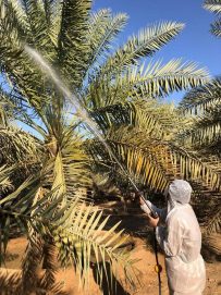 “أبوظبي للزراعة” تؤكد التزامها الراسخ بتعزيز الأمن الغذائي عبر حماية النباتات ومكافحة الآفات