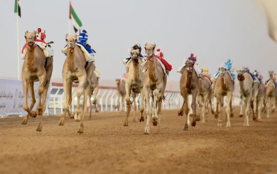 النسخة الثانية من مهرجان العين لسباقات الهجن تنطلق غدا