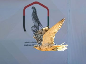 ‏بتوجيهات منصور بن زايد ورعاية أحمد بن محمد .. البحرين تستضيف النسخة الثانية من كأس الإمارات العالمي لسباقات الصقور