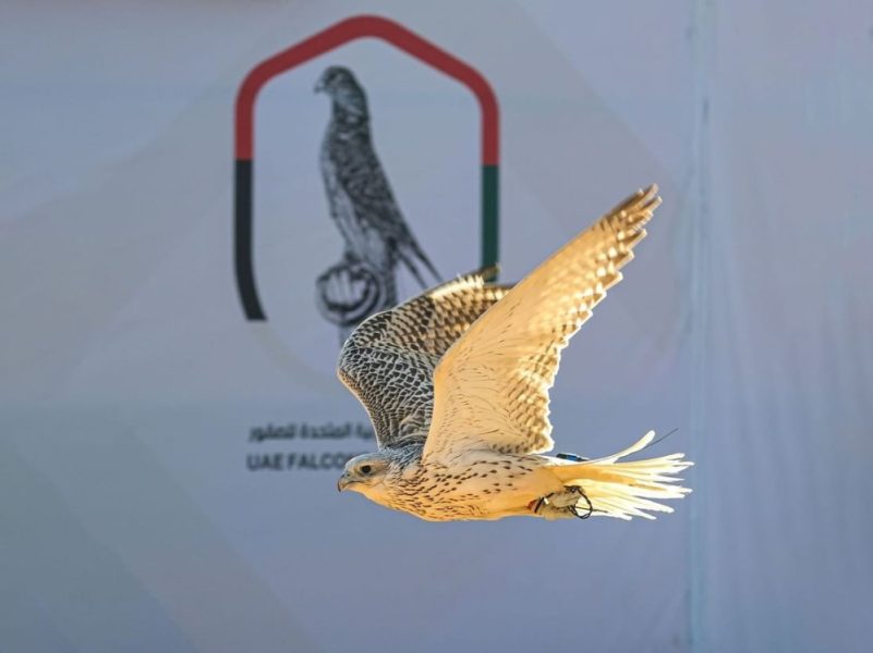 ‏بتوجيهات منصور بن زايد ورعاية أحمد بن محمد .. البحرين تستضيف النسخة الثانية من كأس الإمارات العالمي لسباقات الصقور