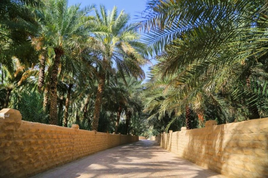 بلدية مدينة العين تنفذ برامج متكاملة لحماية النخيل وصون الأفلاج التاريخية بالواحات