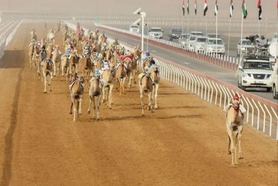 “التمهيدي الثاني” في مهرجان العين لسباقات الهجن ينطلق اليوم بميدان الروضة