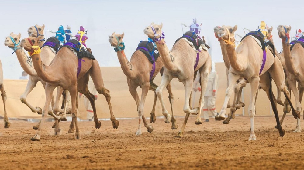 تحت رعاية هزاع بن زايد.. المنافسات الختامية للنسخة الثانية من مهرجان العين لسباقات الهجن تنطلق 3 أكتوبر