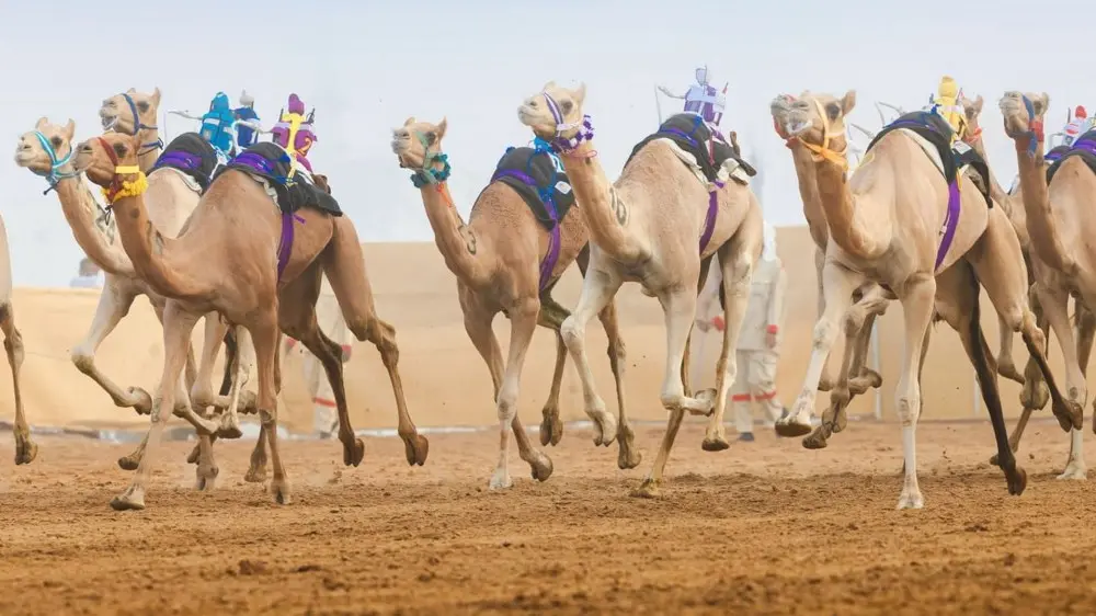 تحت رعاية هزاع بن زايد.. المنافسات الختامية للنسخة الثانية من مهرجان العين لسباقات الهجن تنطلق 3 أكتوبر