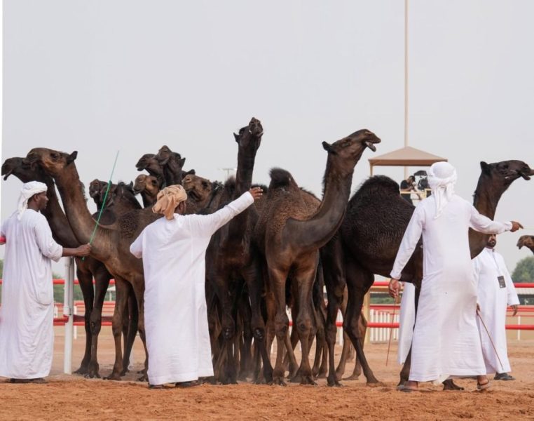 مزاينة سويحان بمهرجان الظفرة تسجل دخول 339 مطية في يومها الأول